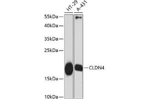 Western blot analysis of extracts of various cell lines, using CLDN4 antibody (ABIN6133648, ABIN6138690, ABIN6138691 and ABIN6216719) at 1:3000 dilution. (Claudin 4 Antikörper  (C-Term))