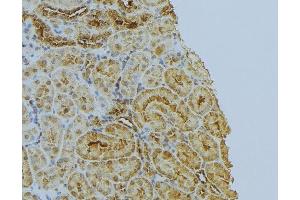 ABIN6272995 at 1/100 staining Mouse kidney tissue by IHC-P. (PPIB Antikörper  (C-Term))