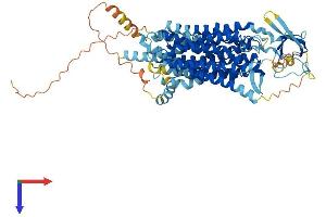 SLCO2B1 Protein (AA 1-683) (His tag)