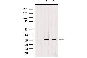 Western blot analysis of extracts from various samples, using OR5D3 Antibody. (OR5D3P Antikörper)