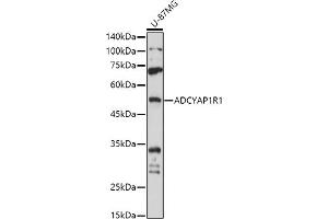 Western blot analysis of extracts of U-87MG cells, using R1 antibody (ABIN3023489, ABIN3023490, ABIN3023491 and ABIN6220077) at 1:1000 dilution. (ADCYAP1R1 Antikörper)