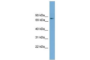 WB Suggested Anti-Foxk1 Antibody Titration:  0. (Foxk1 Antikörper  (Middle Region))