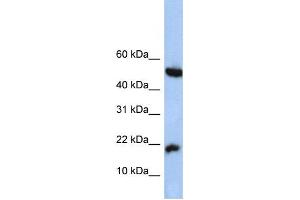 Western Blotting (WB) image for anti-Hypothetical Protein LOC285033 (LOC285033) antibody (ABIN2459764)
