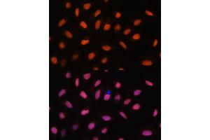 Immunofluorescence (IF) image for anti-H2A Histone Family, Member V (H2AFV) (AA 1-128) antibody (ABIN7267555)