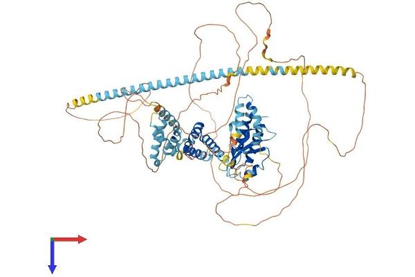 MED15 Protein (AA 1-788) (His tag)