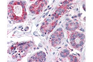 Anti-ENTPD2 antibody IHC of human breast. (ENTPD2 Antikörper  (Internal Region))