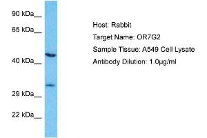 Host: Rabbit Target Name: OR7G2 Sample Type: A549 Whole Cell lysates Antibody Dilution: 1. (OR7G2 Antikörper  (C-Term))