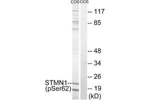 Western Blotting (WB) image for anti-Stathmin 1 (STMN1) (pSer62) antibody (ABIN1847572) (Stathmin 1 Antikörper  (pSer62))
