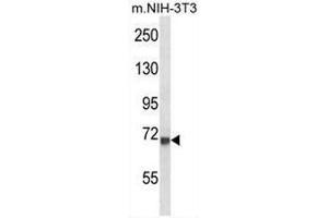 CD106 Antibody (Center) western blot analysis in mouse NIH-3T3 cell line lysates (35µg/lane). (VCAM1 Antikörper  (Middle Region))