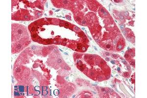 ABIN1590092 (5µg/ml) staining of paraffin embedded Human Kidney. (PNP Antikörper  (AA 142-153))