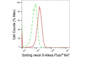 Flow cytometric analysis of Sorting nexin 5 expression in HAP-1 cells using Sorting nexin 5 antibody (ABIN7800410), 1:2,000). (Rekombinanter SNX5 Antikörper)