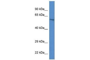 Western Blot showing Zkscan1 antibody used at a concentration of 1. (ZKSCAN1 Antikörper  (C-Term))