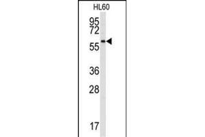 Western blot analysis of anti-SRMS Antibody (N-term) (ABIN392108 and ABIN2841860) in HL60 cell line lysates (35 μg/lane). (SRMS Antikörper  (N-Term))