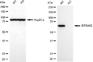 Western blotting analysis using EIF2AK2 antibody (ABIN7798507).