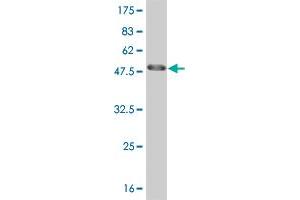 Western Blot detection against Immunogen (47. (HMGB2 Antikörper  (AA 1-195))