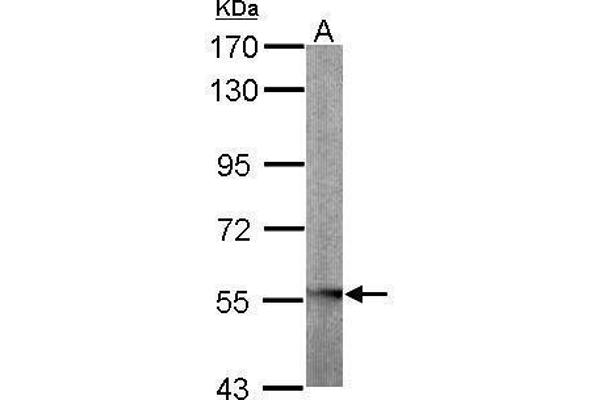 GLYCTK Antikörper