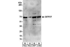 Western Blotting (WB) image for anti-Cleavage Stimulation Factor, 3' Pre-RNA, Subunit 2, 64kDa, tau Variant (CSTF2T) (AA 566-616) antibody (ABIN7454755)