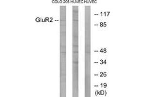Western blot analysis of extracts from COLO205/HuvEC cells, using GluR2 (Ab-880) Antibody. (GRIA2 Antikörper  (AA 834-883))