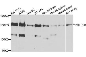Western blot analysis of extracts of various cell lines, using POLR2B antibody (ABIN1876957) at 1:1000 dilution. (POLR2B Antikörper)