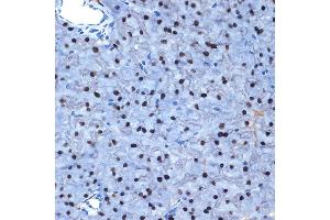 Immunohistochemistry of paraffin-embedded mouse pancreas using N Rabbit mAb (ABIN7268774) at dilution of 1:100 (40x lens).