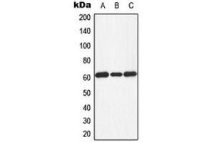 Western blot analysis of PKR (pT451) expression in HeLa PMA-treated (A), Raw264. (EIF2AK2 Antikörper  (C-Term, pSer451))