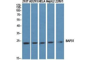 Western Blot (WB) analysis of specific cells using BAP31 Polyclonal Antibody.