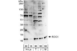 Western Blotting (WB) image for anti-ROC1 (AA 1-50) antibody (ABIN7454558) (ROC1 Antikörper  (AA 1-50))