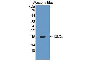 Western Blotting (WB) image for anti-Quiescin Q6 Sulfhydryl Oxidase 1 (QSOX1) (AA 37-181) antibody (ABIN1860393) (QSOX1 Antikörper  (AA 37-181))