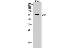 Western Blot analysis of K562 cells using GLUT-1 Polyclonal Antibody at dilution of 1:500. (GLUT1 Antikörper)