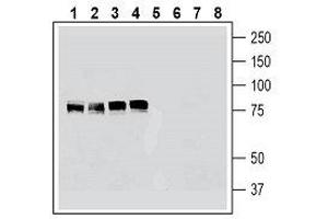 Western blot analysis of human K562 erythroleukemia cell line lysate (lanes 1 and 5), human HeLa cervical adenocarcinoma cell line lysate (lanes 2 and 6), human  glioblastoma cell line lysate (lanes 3 and 7) and human  breast adenocarcinoma cell line lysate (lanes 4 and 8):1-4. (Cortactin (CTTN) Peptid)