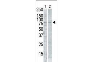 Antibody is used in Western blot to detect SNK in PMA-treated Pam212 cell lysate (lane 1) and rat testis tissue lysate (lane 2). (PLK2 Antikörper  (C-Term))