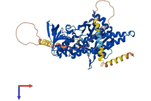 SQLE Protein (AA 1-574) (His tag)