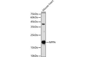 Western blot analysis of extracts of Mouse heart, using NPPA antibody (ABIN7268829) at 1:1000 dilution. (NPPA Antikörper  (AA 26-151))