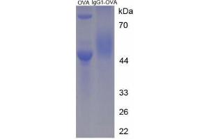 Image no. 2 for IgG1 peptide (Ovalbumin) (ABIN5666222)