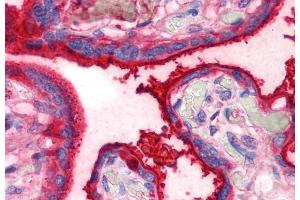 Immunohistochemistry staining of human placenta (paraffin sections) using anti-transferrin (HTF-14). (Transferrin Antikörper)