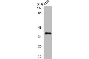 Western Blot analysis of HT29 cells using MEF-2B Polyclonal Antibody (MEF2B Antikörper  (Internal Region))
