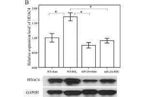 Western Blotting (WB) image for anti-Glyceraldehyde-3-Phosphate Dehydrogenase (GAPDH) antibody (ABIN2857072)