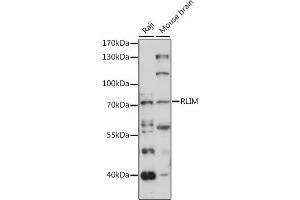 Western blot analysis of extracts of various cell lines, using RLIM antibody (ABIN7270076) at 1:1000 dilution. (RLIM Antikörper  (AA 535-624))