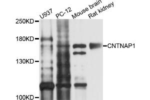 Western blot analysis of extracts of various cell lines, using CNTNAP1 antibody (ABIN4903331) at 1:1000 dilution. (CNTNAP1 Antikörper)
