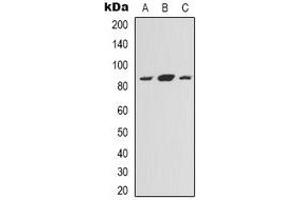 Western blot analysis of NOXIN expression in HEK293T (A), Hela (B), HepG2 (C) whole cell lysates.