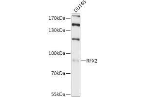 Western blot analysis of extracts of DU145 cells, using RFX2 antibody (ABIN7269903) at 1:1000 dilution. (RFX2 Antikörper  (AA 295-450))