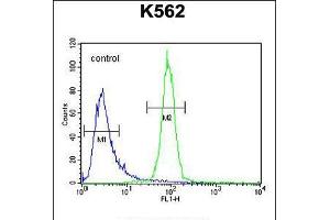 Flow cytometric analysis of K562 cells (right histogram) compared to a negative control cell (left histogram). (OR52A1 Antikörper  (C-Term))