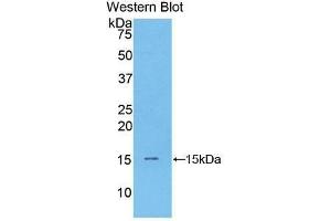 Western Blotting (WB) image for anti-Brain Natriuretic Peptide (BNP) (AA 77-121) antibody (ABIN1077873) (BNP Antikörper  (AA 77-121))