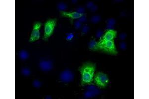 Anti-C17orf28 mouse monoclonal antibody (ABIN2452865) immunofluorescent staining of COS7 cells transiently transfected by pCMV6-ENTRY C17orf28 (RC206740). (HID1/DMC1 Antikörper)