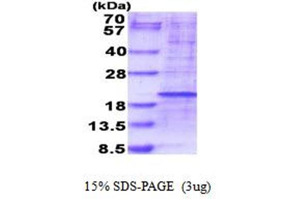 RPL35 Protein (AA 1-123) (His tag)