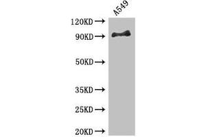 Western Blot Positive WB detected in: A549 whole cell lysate All lanes: FGFR1 antibody at 3. (FGFR1 Antikörper  (AA 22-96))