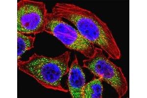 Immunofluorescence (IF) image for anti-Nuclear Factor of Activated T-Cells, Cytoplasmic, Calcineurin-Dependent 4 (NFATC4) (AA 744-773) antibody (ABIN3032040)