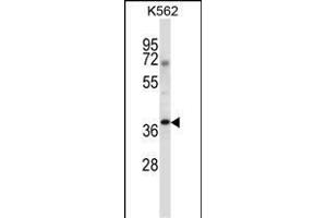 NCK1 Antibody (N-term) (ABIN657648 and ABIN2846643) western blot analysis in K562 cell line lysates (35 μg/lane). (NCK1 Antikörper  (N-Term))