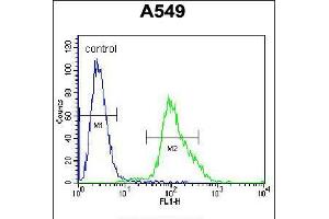 Flow cytometric analysis of A549 cells (right histogram) compared to a negative control cell (left histogram). (FOXN1 Antikörper  (AA 350-378))
