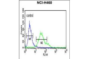 Flow cytometric analysis of NCI-H460 cells (right histogram) compared to a negative control cell (left histogram). (FCGR1A Antikörper  (AA 217-245))